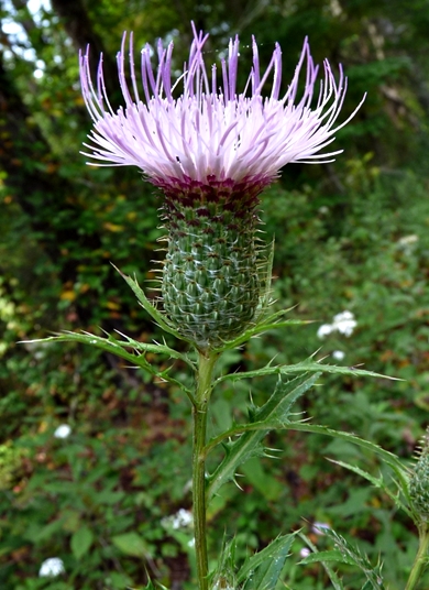 {Cirsium altissimum}
